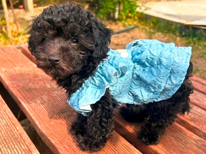 Perros Maltipoo en venta