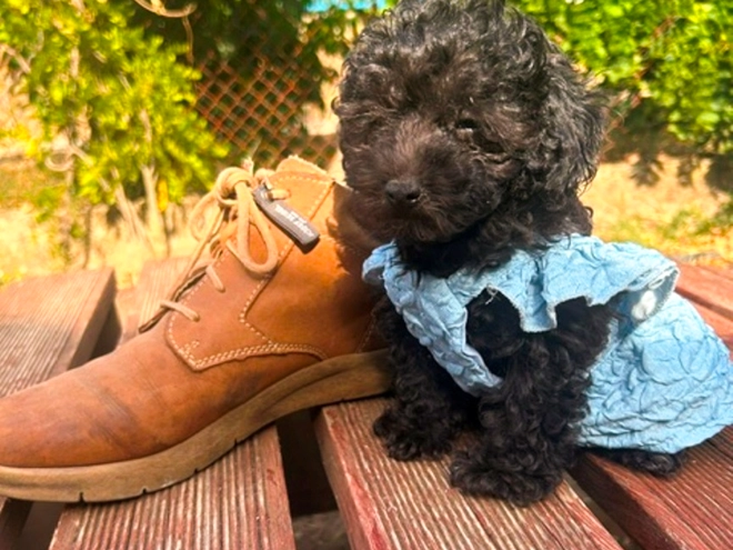 Perros Maltipoo en venta