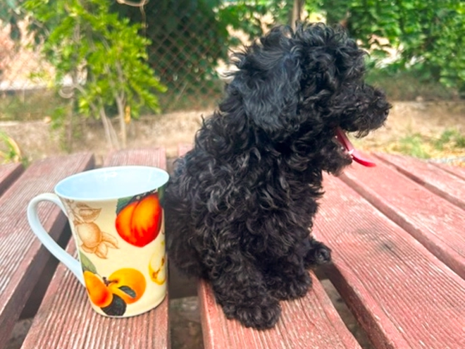 Perros Maltipoo en venta