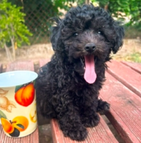 Perros Maltipoo en venta
