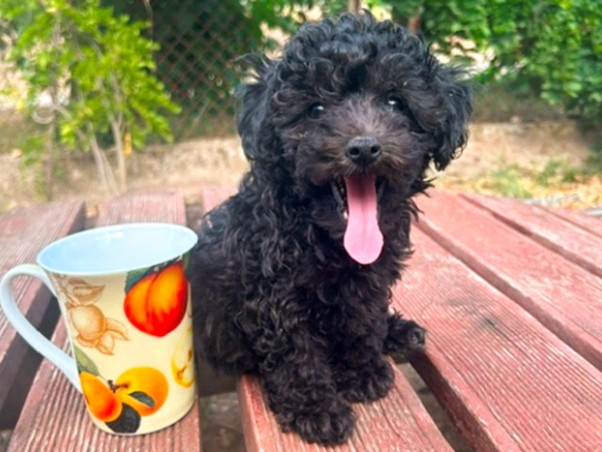 Perros Maltipoo en venta