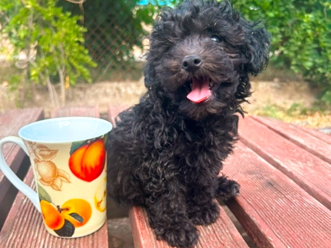 Perros Maltipoo en venta