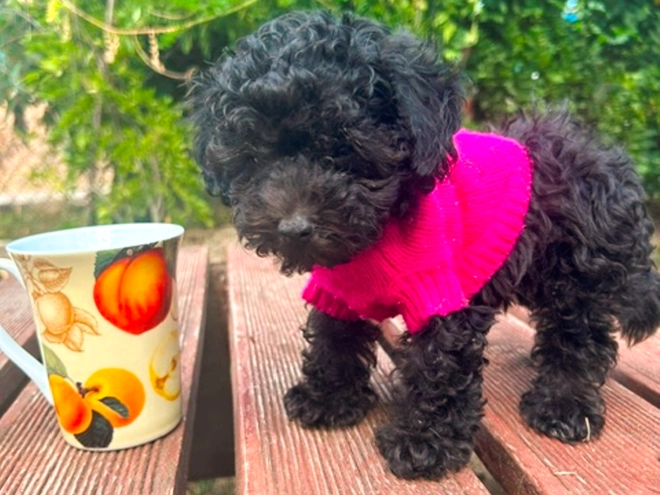 Perros Maltipoo en venta
