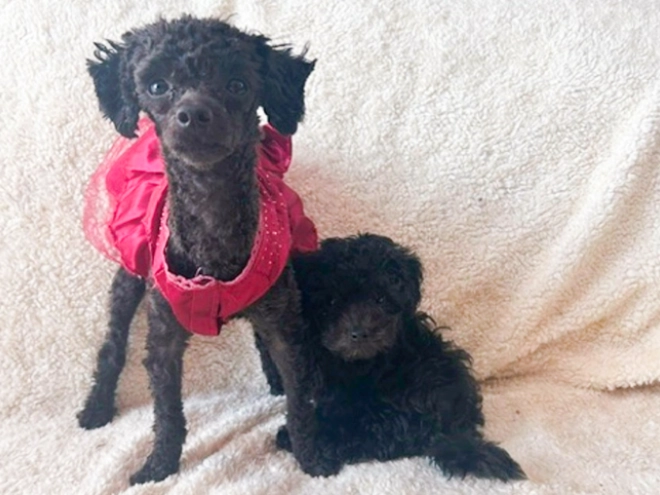 Perros Maltipoo en venta