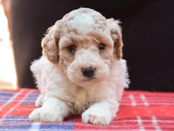 Maltipoo Welpe kaufen