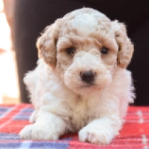 Rosie, white with markings Maltipoo en venta