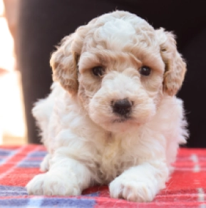 Maltipoo Welpe kaufen