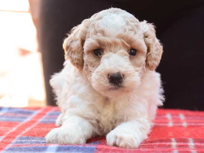 Maltipoo Welpe kaufen