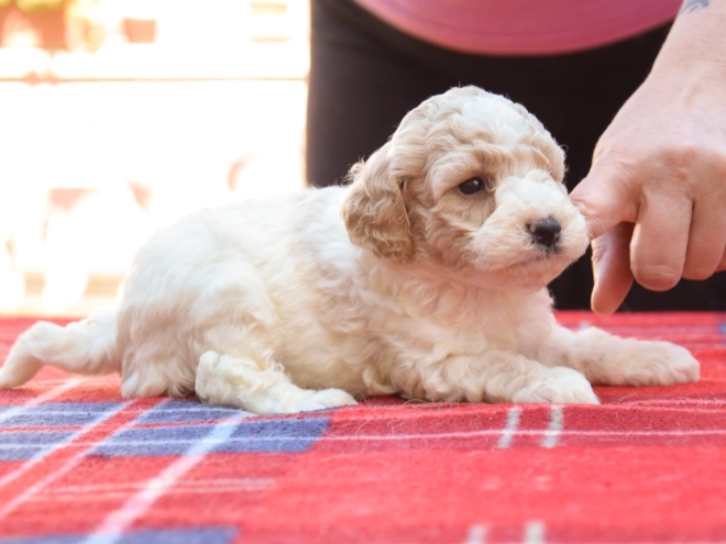 Maltipoo Welpe kaufen
