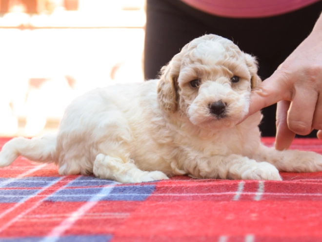 Maltipoo Welpe kaufen