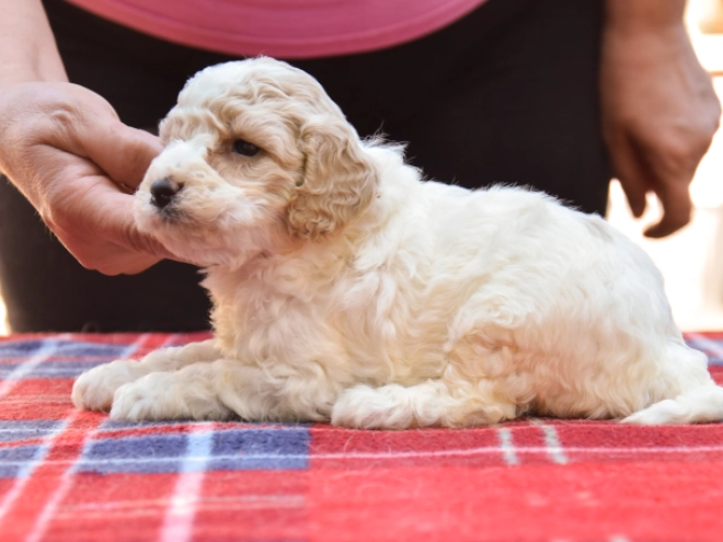 Maltipoo Welpe kaufen