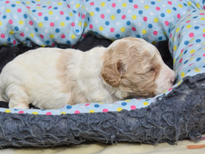 Maltipoo Welpe kaufen