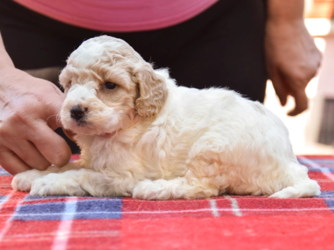 Maltipoo Welpe kaufen