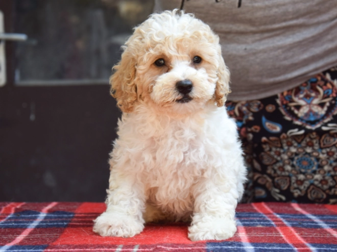 Maltipoo puppy for sale