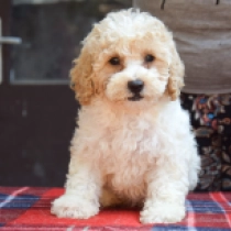 Rosie, white with markings Maltipoo Welpen kaufen