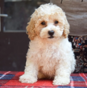 Perros Maltipoo en venta