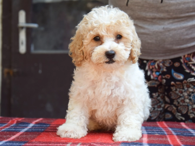 Maltipoo puppy for sale