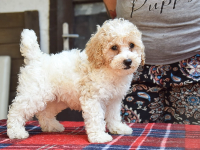 Maltipoo puppy for sale