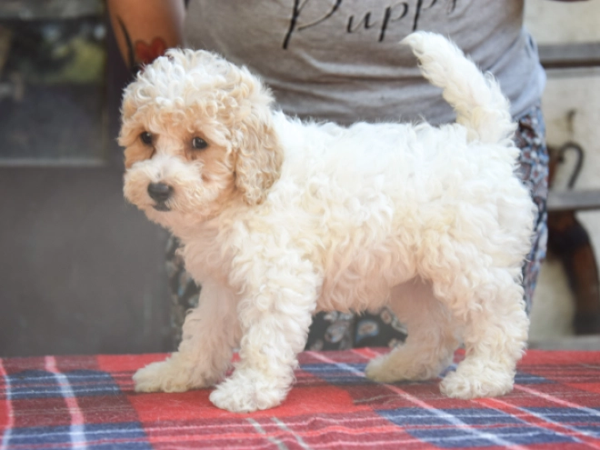 Maltipoo puppy for sale