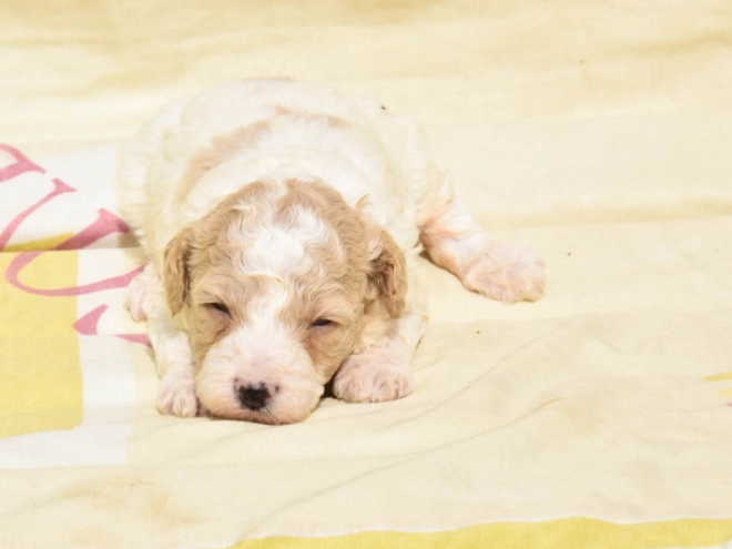 Maltipoo Welpe kaufen
