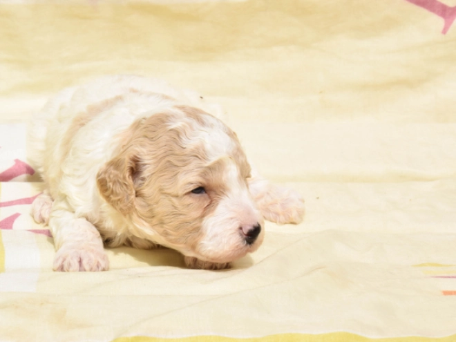 Maltipoo Welpe kaufen