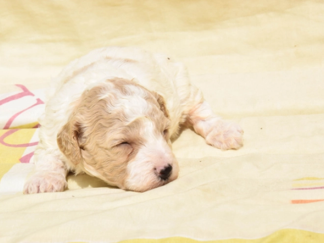 Maltipoo Welpe kaufen