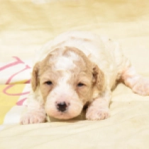 Rosie, white with markings Maltipoo Welpen kaufen