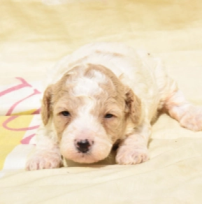 Maltipoo Welpe kaufen