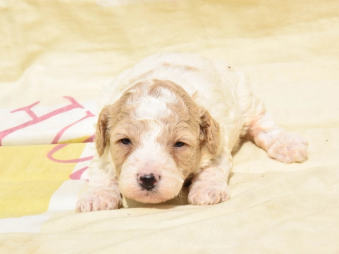 Maltipoo Welpe kaufen