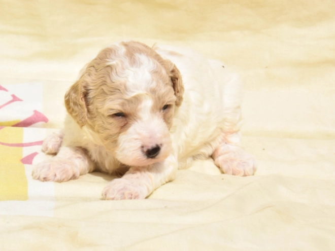 Maltipoo Welpe kaufen