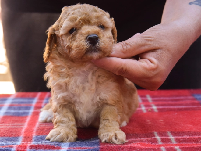Perros Maltipoo en venta