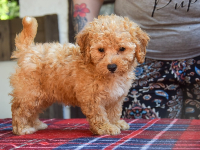 Perros Maltipoo en venta