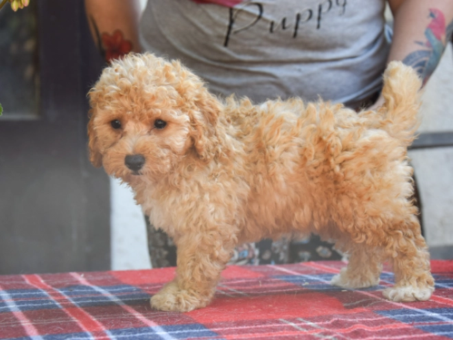 Perros Maltipoo en venta