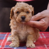 Maddie, red Maltipoo en venta