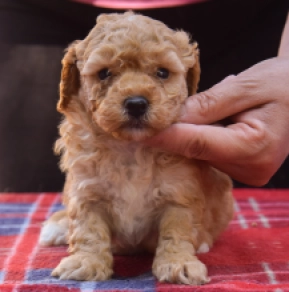 Maltipoo Welpe kaufen