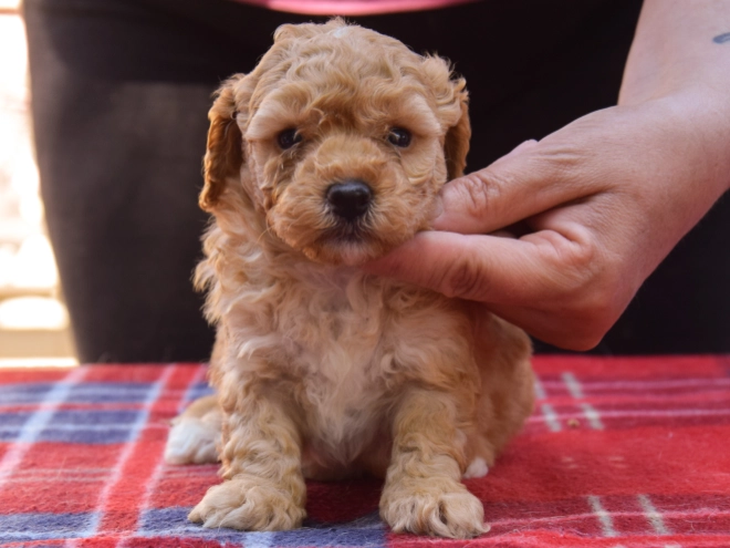 Perros Maltipoo en venta