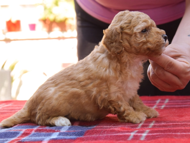 Perros Maltipoo en venta