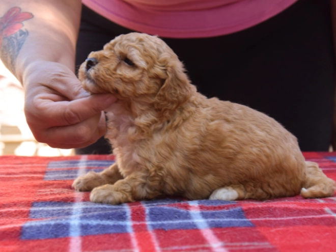 Perros Maltipoo en venta