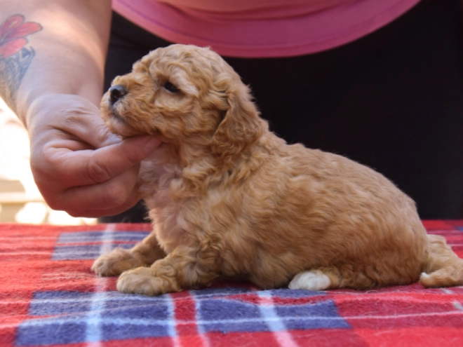 Perros Maltipoo en venta