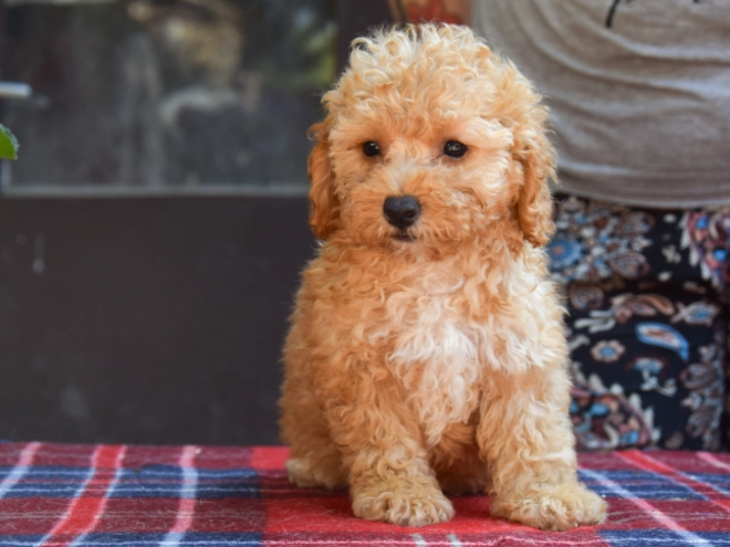 Perros Maltipoo en venta