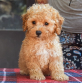 Perros Maltipoo en venta