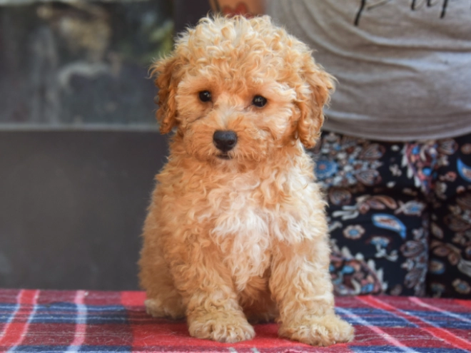 Perros Maltipoo en venta