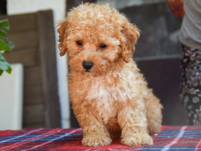 Perros Maltipoo en venta