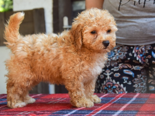 Perros Maltipoo en venta