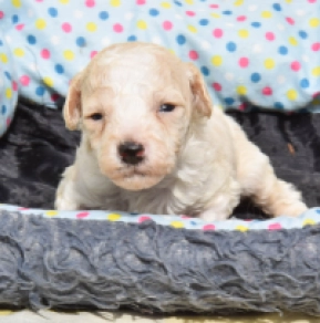 Maltipoo Welpe kaufen