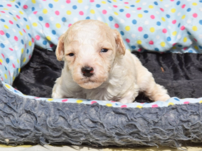 Maltipoo Welpe kaufen