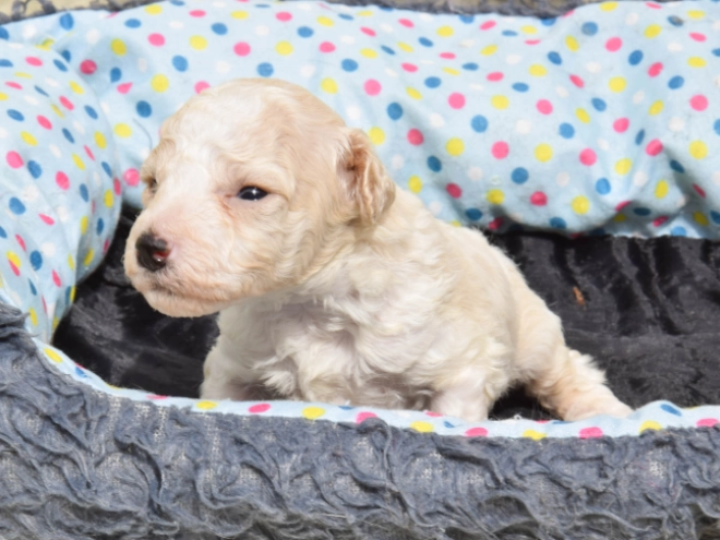 Maltipoo Welpe kaufen