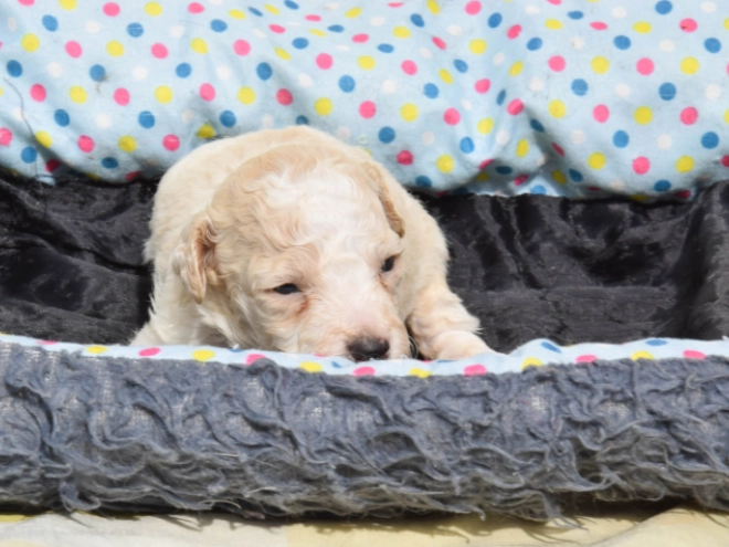 Maltipoo Welpe kaufen