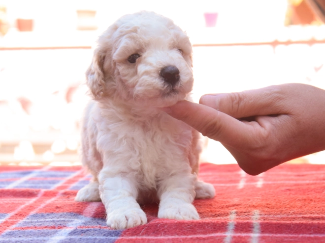 Maltipoo Welpe kaufen