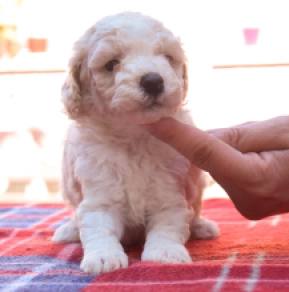 Maltipoo Welpe kaufen